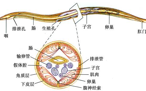 用显微镜放大蛔虫,绦虫1000倍,看完你还敢吃吗?(滑稽)