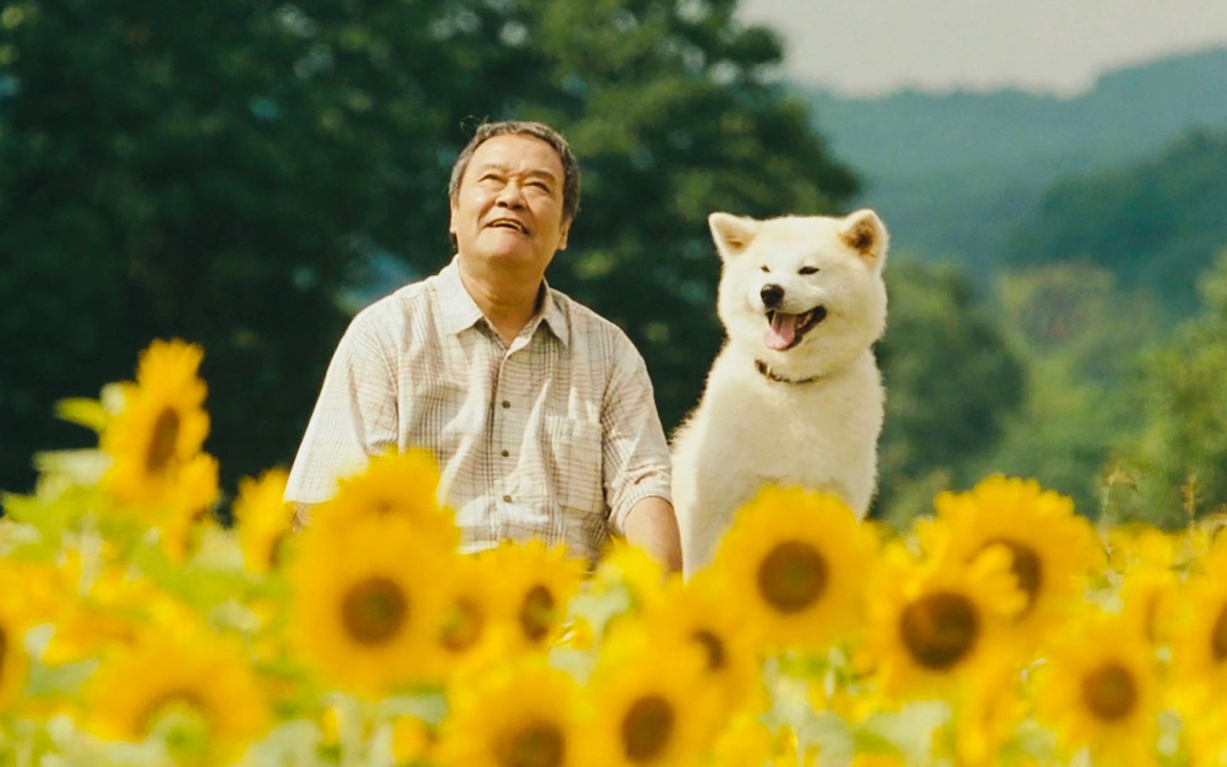 日本高分催泪电影，狗狗不知主人去世，一直找食物送给主人