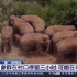 照顾幼崽有一套！象群用身体给小象搭凉棚