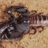 【蝎子】黯色半岛异距蝎（Chersonesometrus tristis）性螫