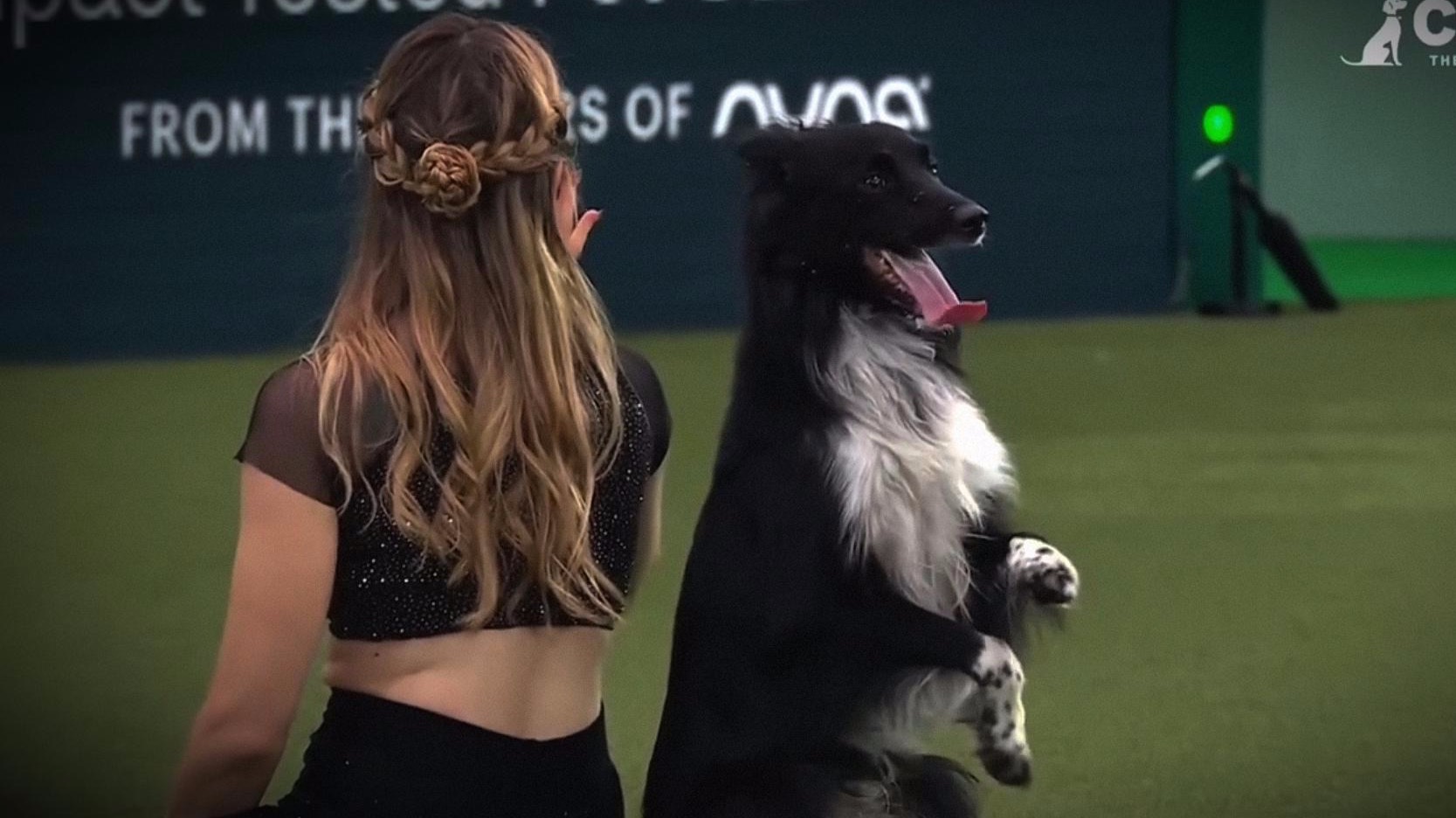 啊！她家狗真的会后空翻！一场来自边牧的超灵动表演。达人秀舞台上的那只边牧，上新作品了