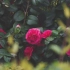 空镜头视频  山茶花夏季花朵微风 素材分享