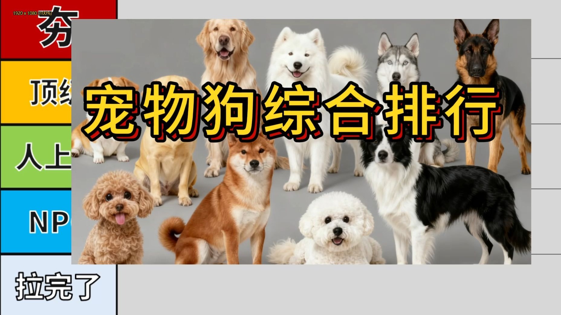常见宠物狗综合排行