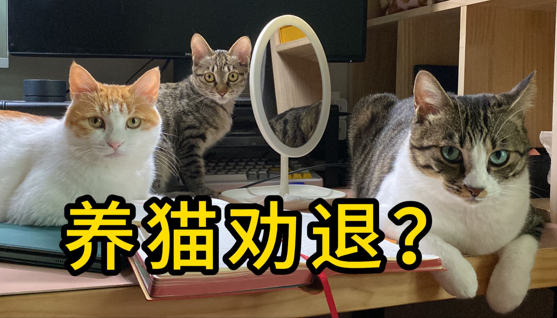 最全养猫劝退视频,看完这些你还想养猫吗?哔哩哔哩bilibili