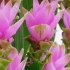 开花像荷花的“生姜”，也叫热带郁金香，种一次年年开花，它就是姜荷花