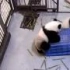  熊猫宝宝玩篮子开汽车