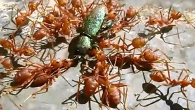 麻雀可以喂蚂蚁 a1b75c62ddf6b869a1a7658a1ad032ce18aa85d8.jpg@280w_158h_1c_100q.jpg