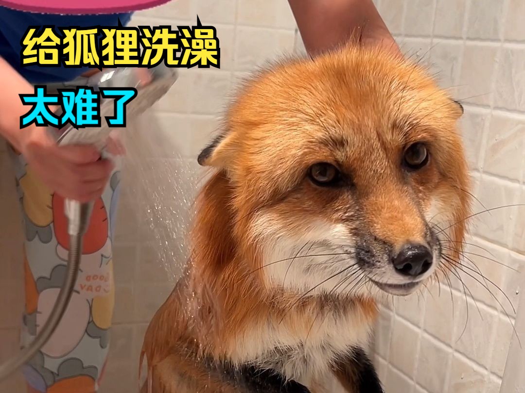 给狐狸洗澡有多难，居然差点咬伤主人！