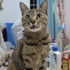 小猫咪吃小鱼干纯享版