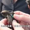燕子每年都要飞往南方过冬，你知道这个“南方”在哪吗