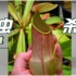 猪笼草 一种可以捕捉昆虫并消化昆虫的植物