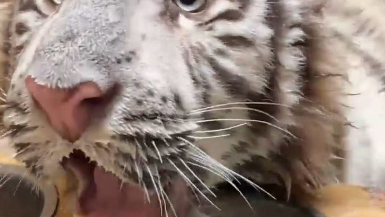 小猫剪指甲不配合怎么办？