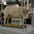 克隆技术的先驱！生物工程的奇迹—克隆羊Dolly本尊