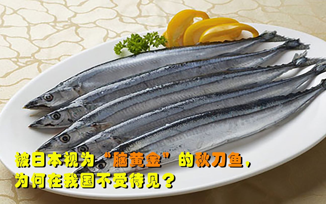 被日本人视为“脑黄金”的秋刀鱼，在中国却不受待见，这是为何？