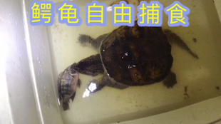 吃蜗牛的鱼是什么 a2292cafc4d3c1c9061a03b898986388928103f9.jpg@310w_174h_1c_100q.jpg