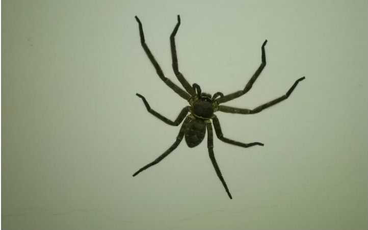 半夜梦见一只大蜘蛛有十六条腿可能吗?解三个数字- _感人网