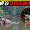 恐龙并未灭绝！？相机拍到疑似恐龙的生物，震惊全球。16 个曾被认为已灭绝的动物又再次出现，最后一个彻底惊呆众人｜排名｜世界之最｜地球之最｜猎奇｜睡前故事