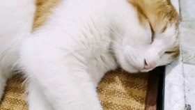 a23da66b67817bc1adbcdbc8605b4aab8821b7ad.jpg@280w_158h_1c_100q.jpg
