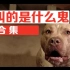 【宠物】狗叫的是什么鬼宠物视频合集  Sht Dogs Say Funny Pet Video Compilation