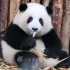 【大熊猫和花】鼓鼓的小奶包