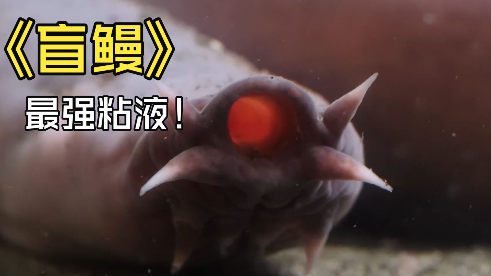 没有眼睛没有鳞片，却靠一身黏液恶心到了食物链顶端。