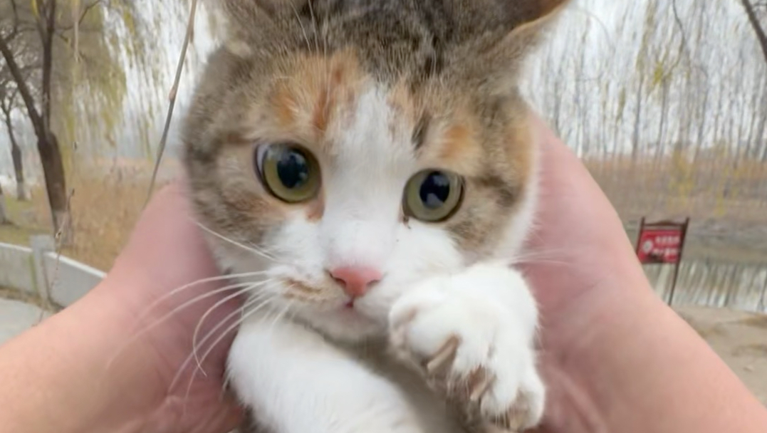 钓鱼捡到一只怀孕的猫咪，没想到小猫咪这么爱吃鱼