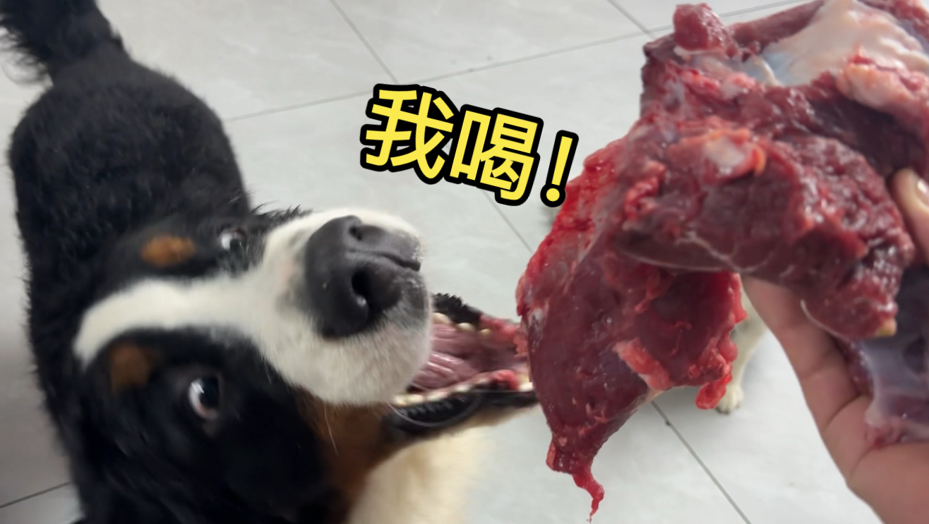 伯恩山成功活到一岁，献丑了，给大家表演个喝饭！
