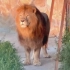 狮子“阿斯兰”也想当狮王！