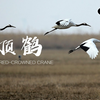 《丹顶鹤》第二集 沼泽传奇 - CCTV纪录