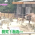 〜東武動物公園 ときめきマップ後編〜 ときめき♡バロメーター上昇TV ep 23
