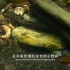 CGTN 自然频道 ｜ 巫山系列（二）娃娃鱼