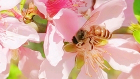 a2aa4cdbe64f4d8a2f950c9a501d41203852f638.jpg@280w_158h_1c_100q.jpg