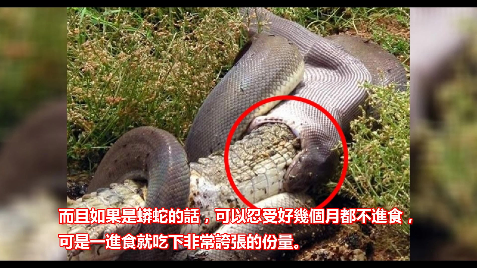 摄影师拍到「蟒蛇王生吞巨鳄」超猛画面,没过一个月却
