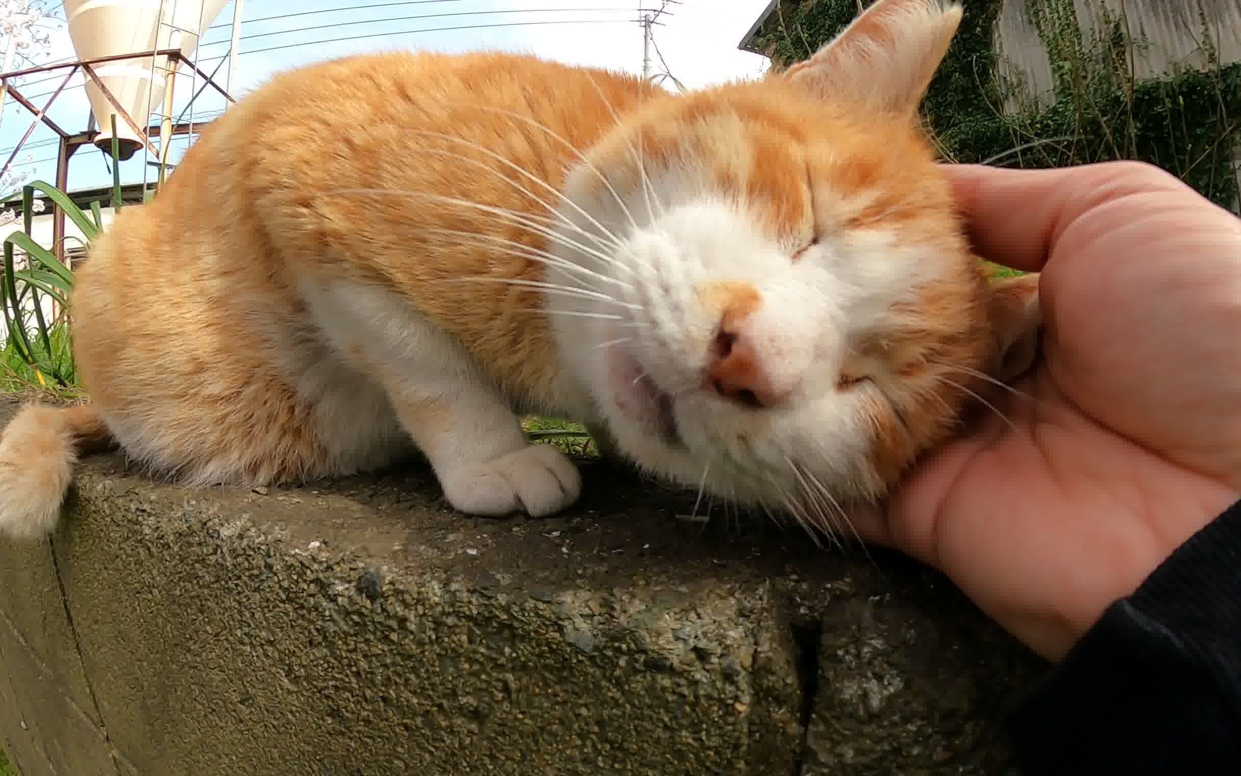 猫在樱桃树下舒适地小睡
