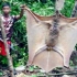 臂展2米酷似飞行的狐狸！电影《金刚》中的巨型蝙蝠确实存在【寰球大百科268】