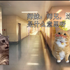 正经的研究猫生活第二话