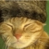 １００％纯猫毛帽
