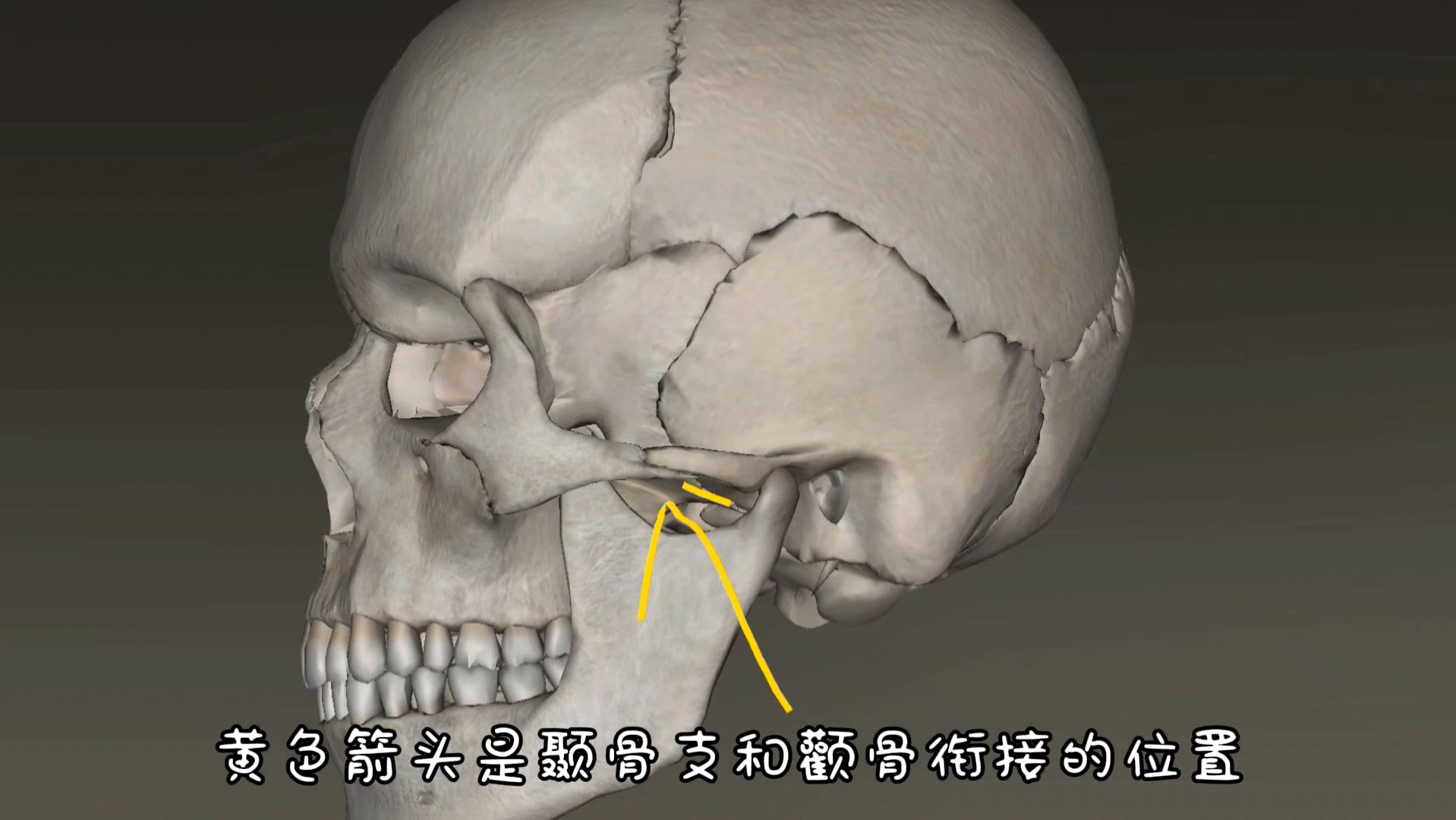 头骨结构——大小脸的关系