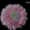 屏幕测试 4K HDR  极致色彩体验  画质测试 视觉体验 测试你的屏幕 LG 8K演示片