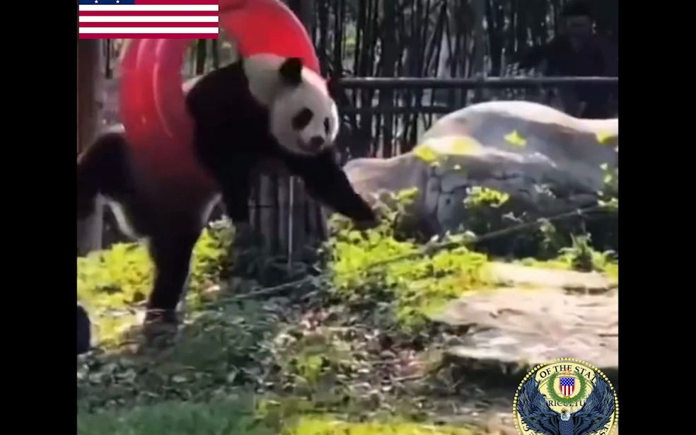 金钱焊机【救救熊猫！！】