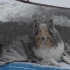 我和我的狗一起在春季暴风雪中露营（双语字幕|机翻）