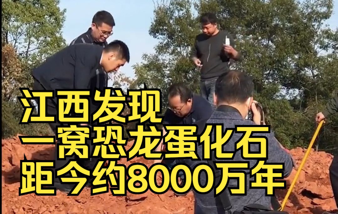 江西发现一窝恐龙蛋化石！距今约8000万年