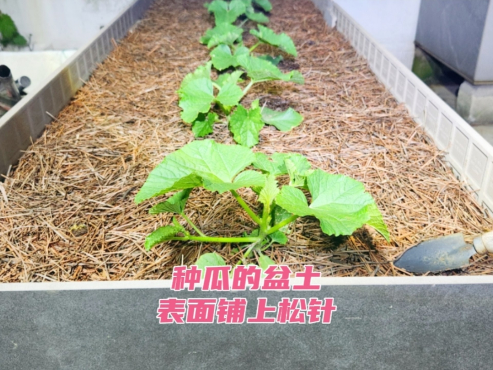 种甜瓜的盆土表面铺松针有啥作用？