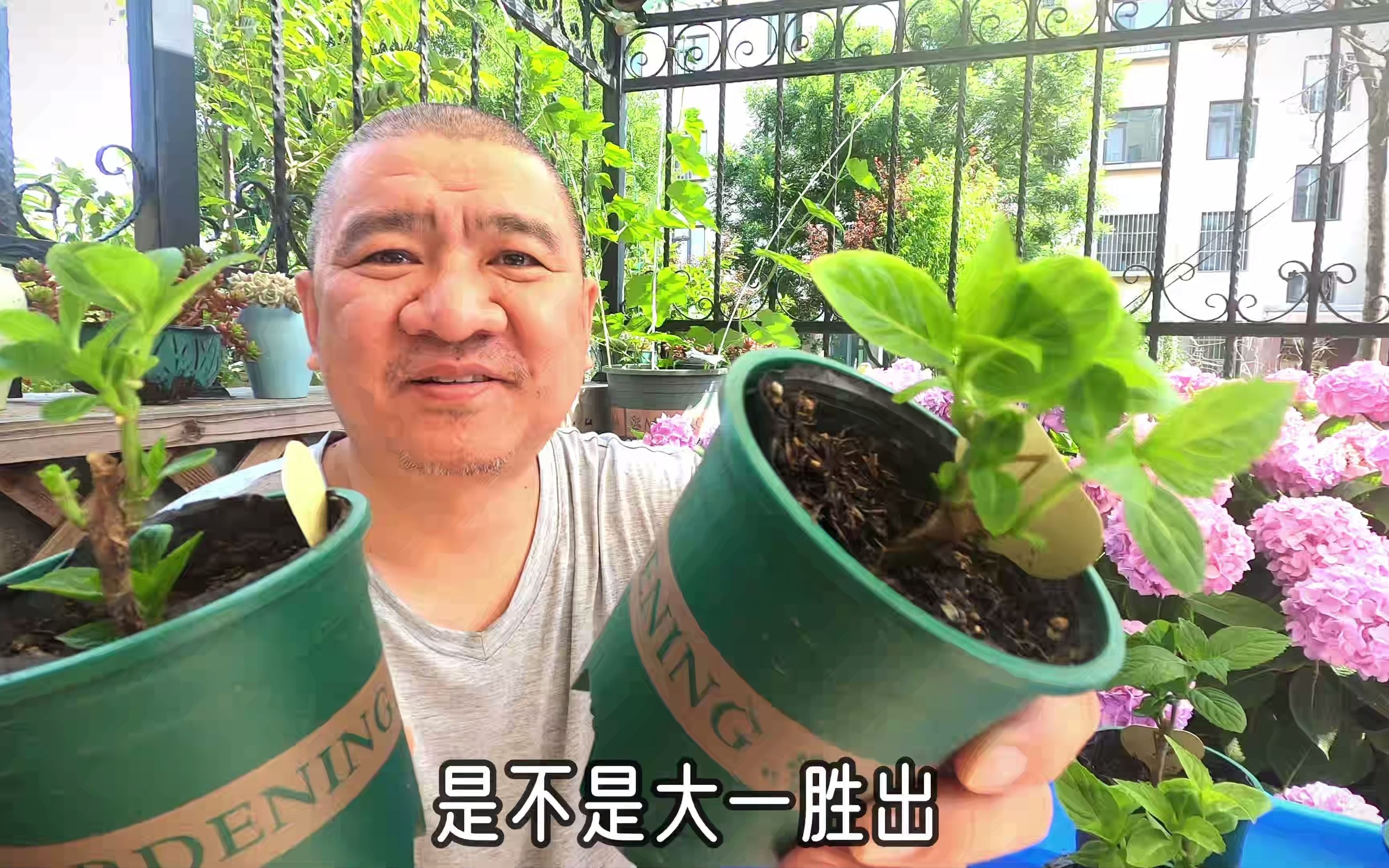 花肥实验：“花多多“1号对比“史丹利大量元素水溶肥”均衡型
