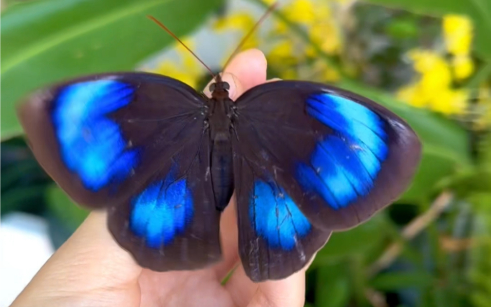 我竟然孵化出了蓝色闪蝶？！