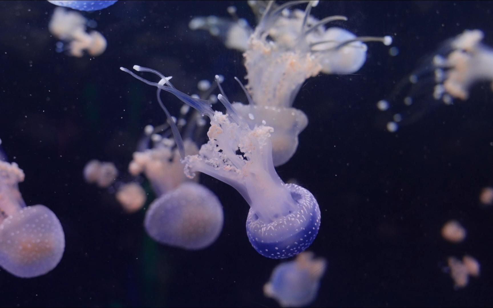 【空镜素材】水母