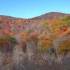 【空镜头】树林山林秋天红叶黄叶 素材分享