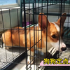 小狗子乱拉乱尿怎么办 柯基定点如厕训练秘籍