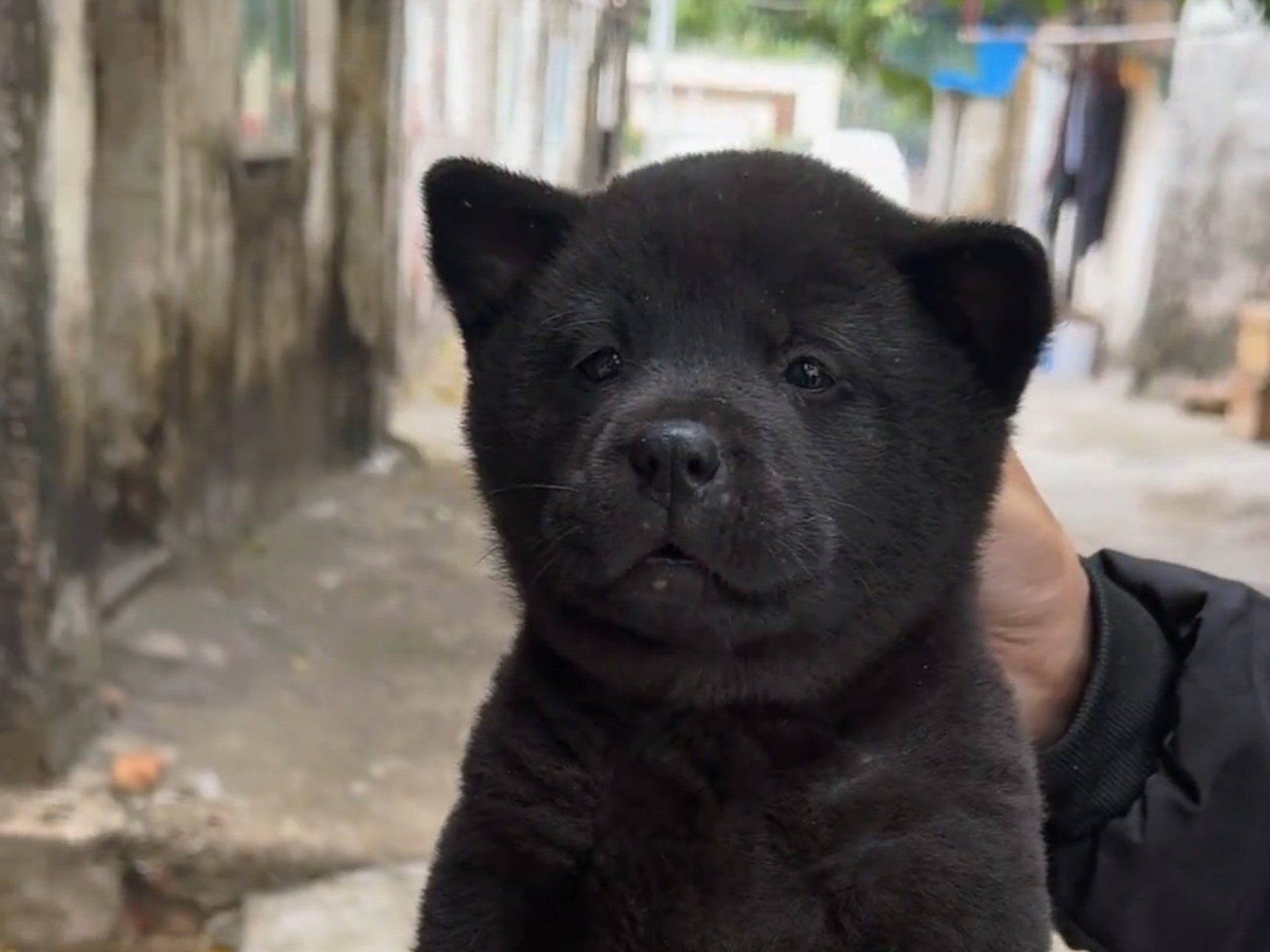五黑犬长大后的变化