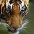 动物园的老虎和野生老虎的区别
